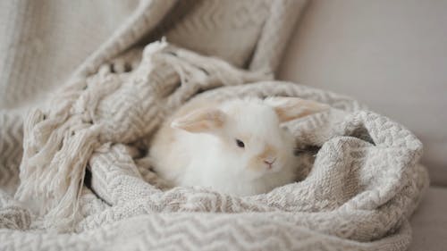 A Rabbit on a Blanket