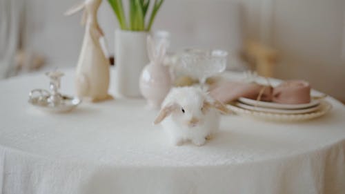 Rabbit on Top of a Table
