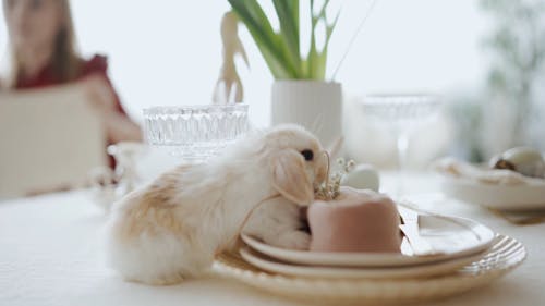 A Bunny Stepping on Plates on top of a Table