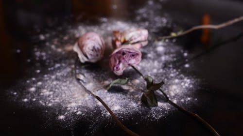 Close-Up Shot of Roses with Powder