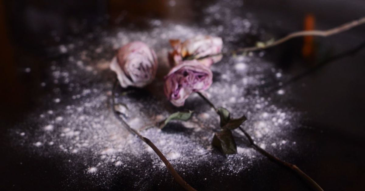 Powder Ouff Roses Close-Up Shot of Roses with Powder Free Stock Video Footage, Royalty ...