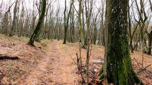 Forest in Winter 