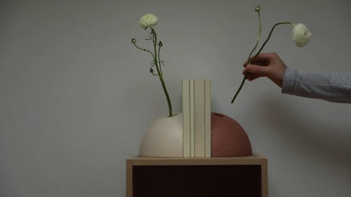 A Person Putting White Flowers on a Vase