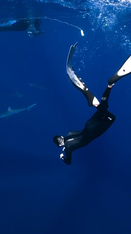 A Man Snorkeling with Sharks
