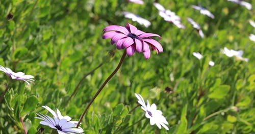 A Beautiful Daisy