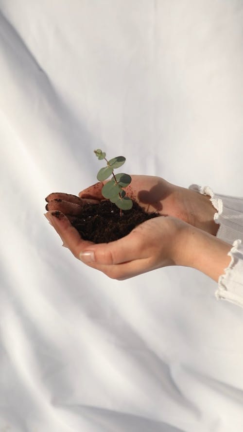 A Person Holding a Eucalyptus Plant with Soil