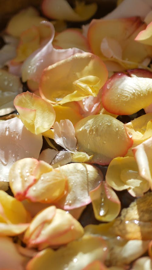 Close-Up Video of Flower Petals