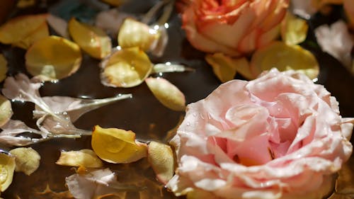 Close-Up View of Roses Floating on Water