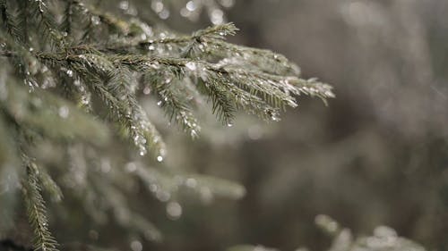 Droplets of Water on Leaves of a Pine Tree