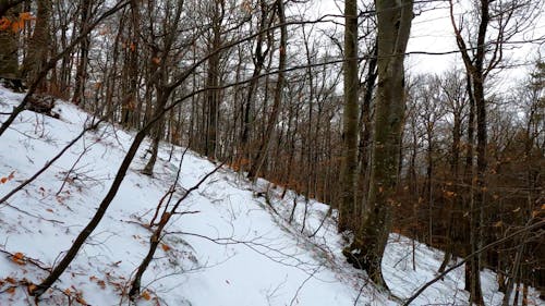 Snowy Pathway in a Forest