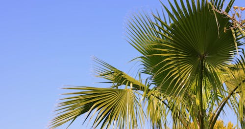 Low Angle View of a Palm Tree