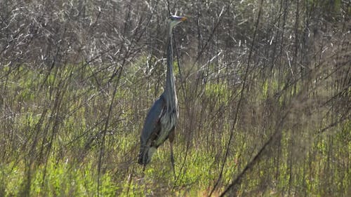 A Bird Flying Away