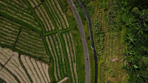 Drone Footage of a Farmland