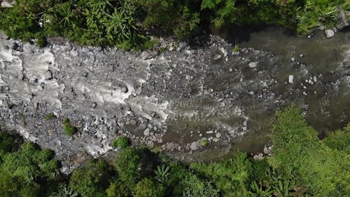 River Flowing Through the Forest