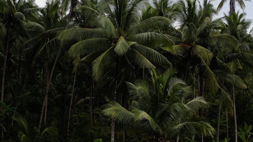 Drone Footage of a Coconut Forest