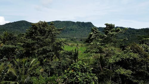 Drone Footage of a Paddy Field