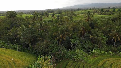 Drone Footage of Rice Terraces