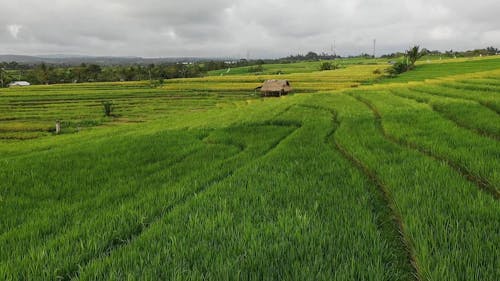 Drone Footage of Rice Terraces