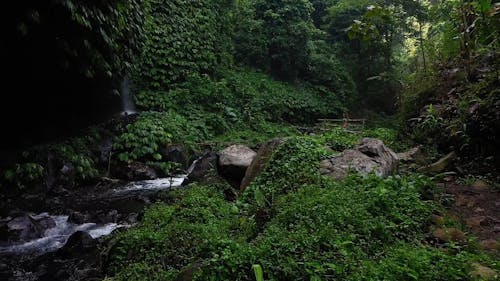 Stream in the Middle of a Forest