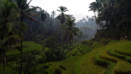 Drone Footage of Rice Terraces