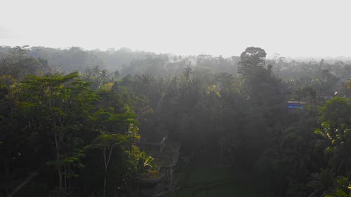 Aerial View of Rice Fields and Palm Trees