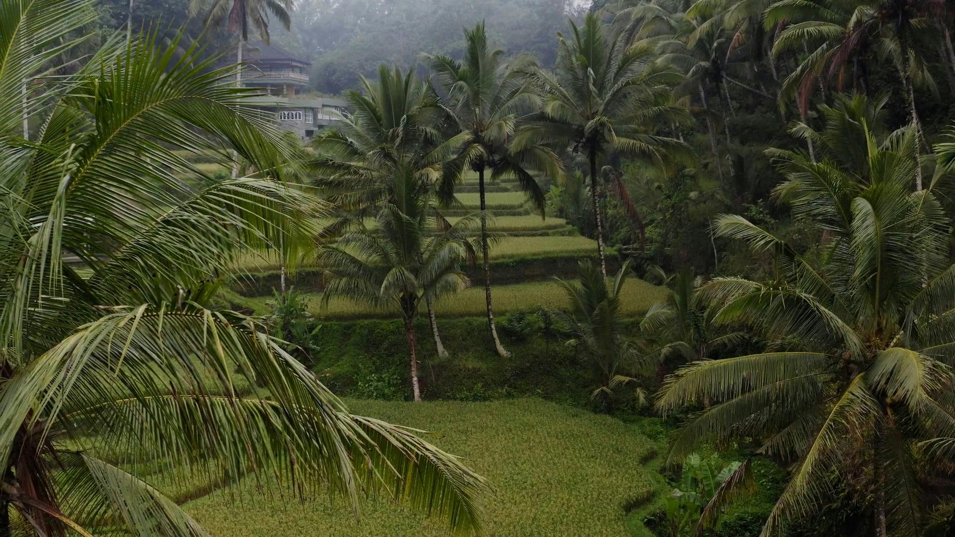 Video by Mikhail Nilov