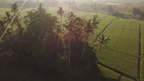 Drone Footage of Agricultural Land During Sunrise