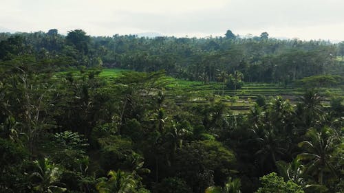 Drone Footage of Rice Fields