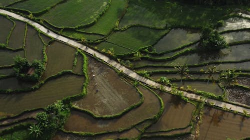 Drone Footage of Motorcycles Driving on Country Road Between Agricultural Fields