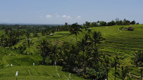 Drone Footage of Rice Terraces During Daytime