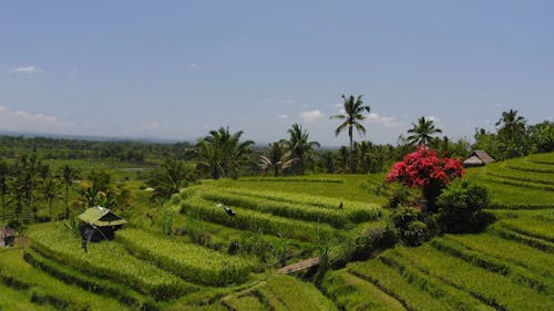 Drone Footage of Rice Fields