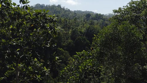 Aerial Footage of the Jungle 