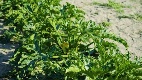 Close-Up Footage of Fresh Greens