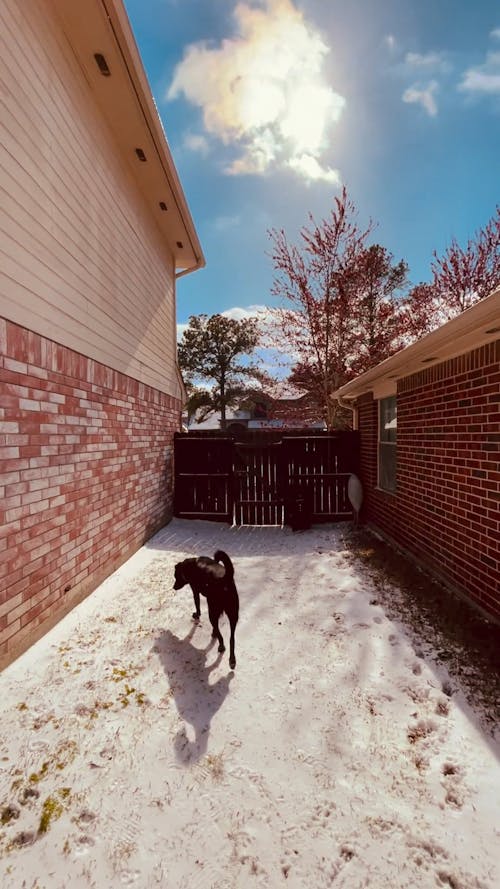 Dog on the Backyard