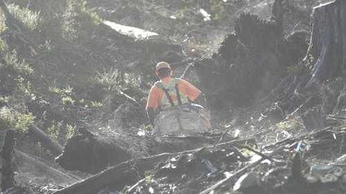 A Man Planting in the Forest