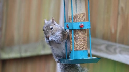 Close-Up View of a Squirrel