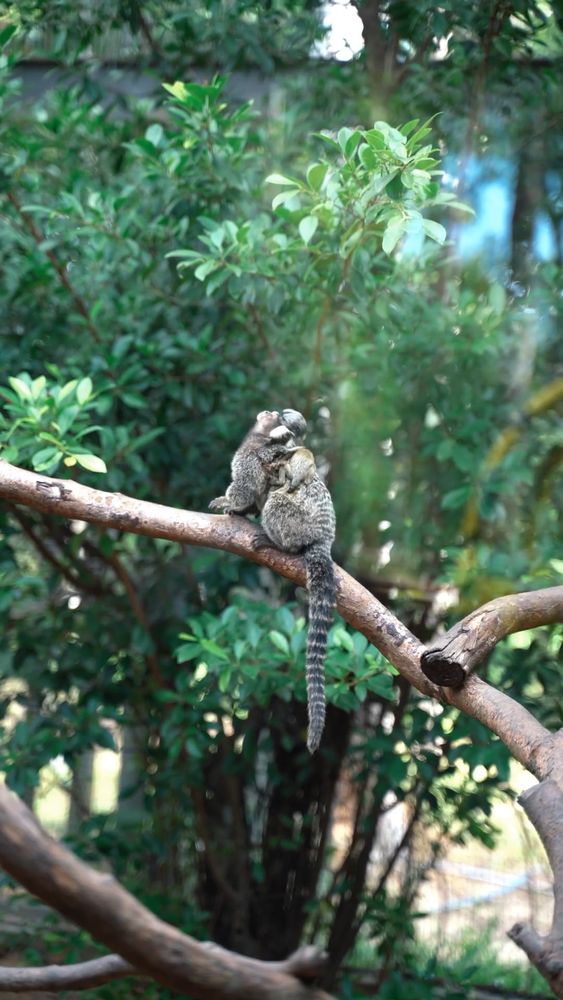 Monkey Videos, Download The BEST Free 4k Stock Video Footage & Monkey ...