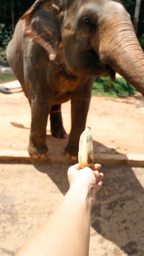 Feeding an Animal at the Zoo