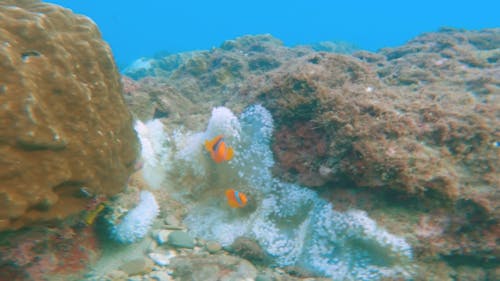Underwater Video of Clownfish