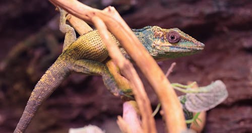 Close-Up View of a Lizard