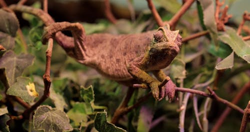 Close-Up View of Chameleon