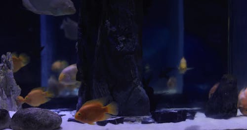 Video of Fishes in a Aquarium