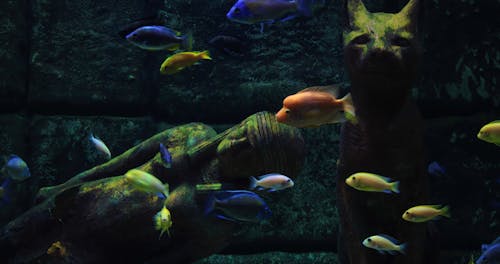 Colorful Fishes Underwather 