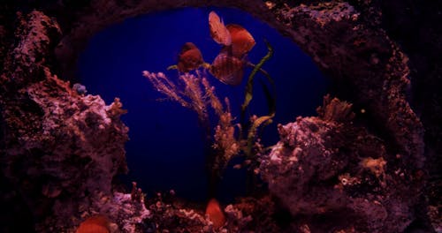 Fishes Swimming Around Corals