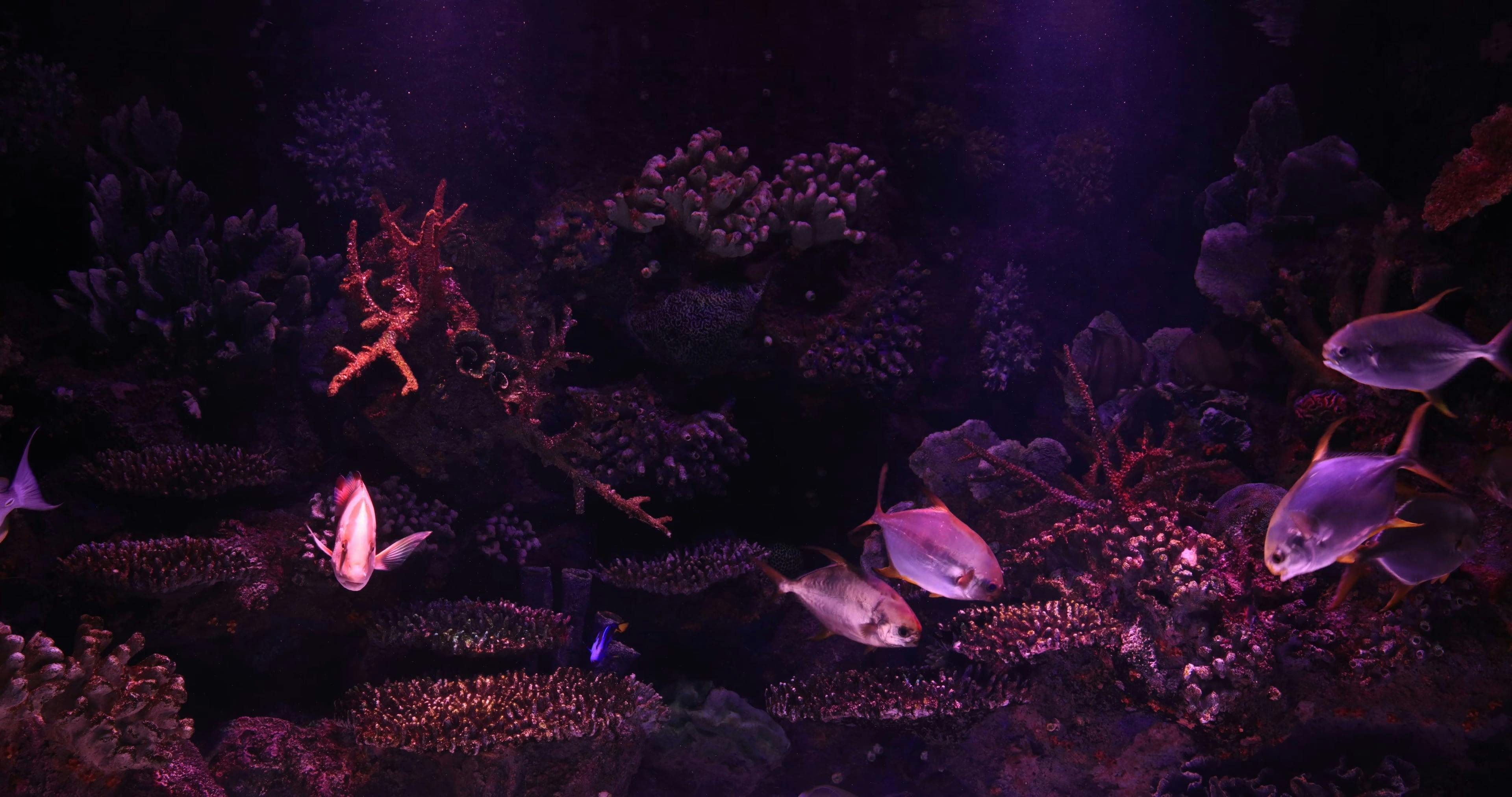 Marine Life Inside the Aquarium · Free Stock Video