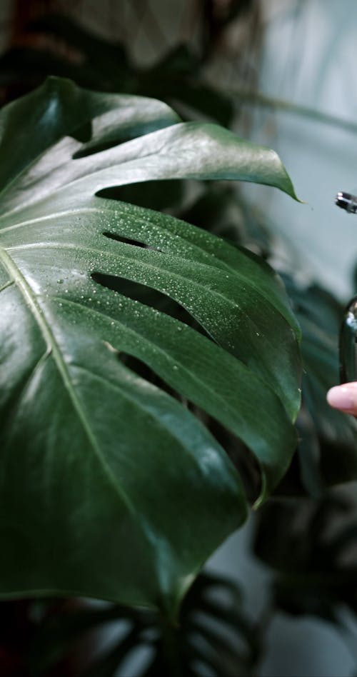 Person Spraying Water to a Leaf