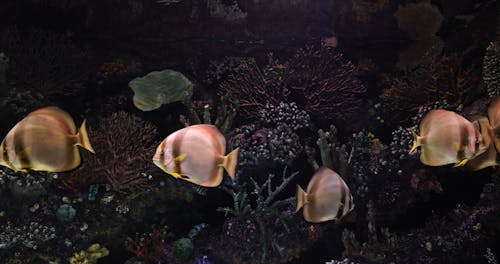 Close Up Video Fishes in an Aquarium