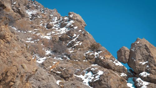 Mountain Goats on a Rocky Mountain
