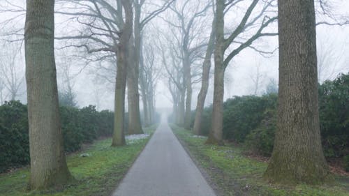 A Foggy Road