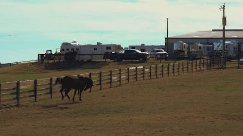 Video of a Running Horse